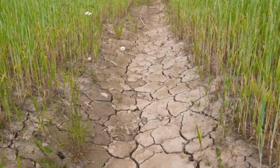 Water Freedom System clean water solution for drought and water shortage